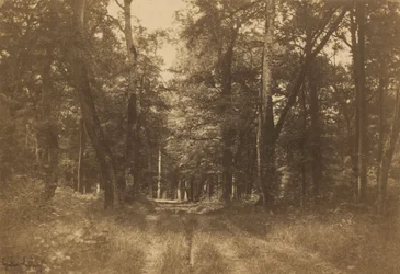 Bas-Bréau, Fontainebleau-i erdő,1849-1852 (fénykép)