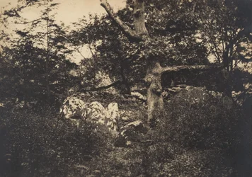 Tölgy a sziklák között Fontainebleau-ban, 1849-52.
