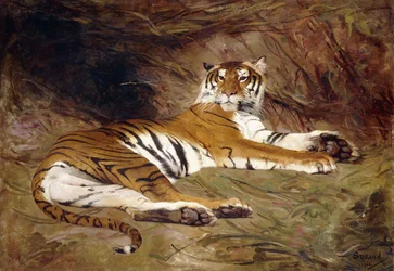Egy fekvő tigris