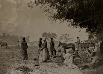 Édesburgonya ültetése, Hopkinson ültetvény, Edisto-sziget, Dél-Karolina, 1862 (bw fotó)