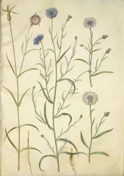 Agrostemma githago (konkoly); Centaurea cyanus (búzavirág)