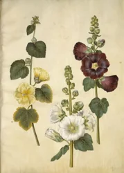 Alcea rosea (have-stokrose)