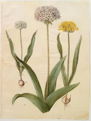 Allium moly (arany fokhagyma); Allium nigrum (fekete fokhagyma)