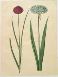 Allium sphaerocephalon (mediterrán díszhagyma); Allium nigrum (fekete hagyma)