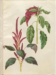Amaranthus cruentus (vörös amaránt); Amaranthus caudatus (rókafarkú amaránt)