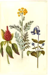 Bloody Amaranthus (vörös amaránt); Jacobea maritima (gråblad); Clematis integrifolia (blå staudeklematis)