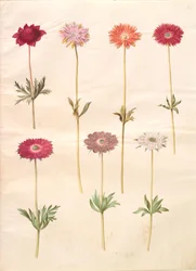 Anemone coronaria (francia kökörcsin); Anemone ×fulgens (fényes kökörcsin)