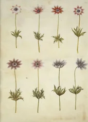 Anemone pavonina (pávaszínű szellőrózsa)
