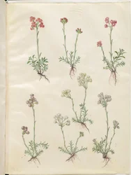 Antennaria dioica (közönséges macskaláb)