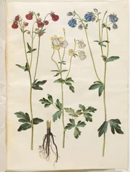 Aquilegia vulgaris (közönséges columbine)