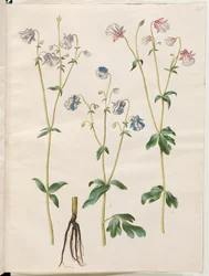Aquilegia vulgaris (közönséges columbine)