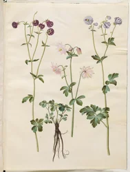 Aquilegia vulgaris (közönséges columbine)