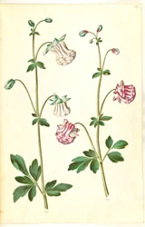 Aquilegia vulgaris (közönséges columbine)
