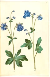 Aquilegia vulgaris (közönséges columbine)