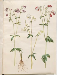 Aquilegia vulgaris (közönséges columbine)