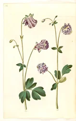 Aquilegia vulgaris (közönséges columbine)