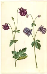 Aquilegia vulgaris (közönséges columbine)