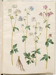 Aquilegia vulgaris (közönséges columbine)