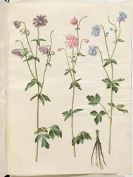 Aquilegia vulgaris (közönséges columbine)
