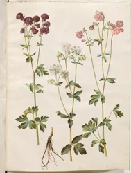Aquilegia vulgaris (közönséges columbine)