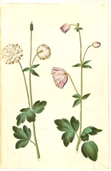 Aquilegia vulgaris (közönséges columbine)