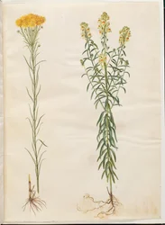 Aster linosyris (aranyszőrű őszirózsa); Linaria vulgaris (közönséges tőkehal)