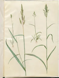Bromus árpa (blød hejre); Phalaris arundinacea