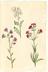 Cardamine pratensis (réti zsázsa); Campanula rotundifolia (?) (szenvedőharang); Silene vulgaris (?) (hólyagmoly)