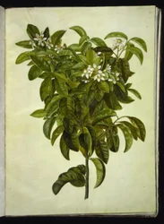 Citrus limon (közönséges citrom)