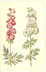 (have-ridderspore)