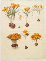 Crocus angustifolius (balkáni sáfrány)