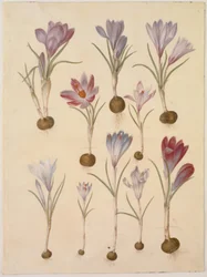 Crocus vernus (tavaszi sáfrány)
