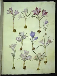 Crocus vernus (tavaszi sáfrány)