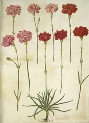 Dianthus caryophyllus (kerti szegfű)