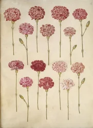 Dianthus caryophyllus (kerti szegfű)