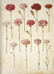 Dianthus caryophyllus (kerti szegfű)