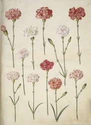 Dianthus caryophyllus (kerti szegfű)