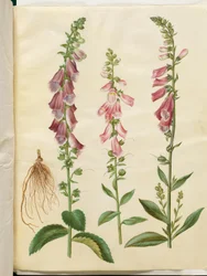 Digitalis purpurea (piros gyűszűvirág)