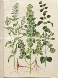 Dracocephalum moldavica (moldvai sárkányfej); Moluccella spinosa (torony tölcsér csésze); Melissa officinalis (citromfű)