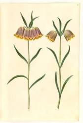Fritillaria meleagris (közönséges viperatojás)