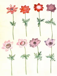 Gc25 koronária anemone