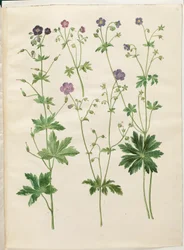 Geranium phaeum (hullámkoronás gólyacsőr); Geranium sylvaticum (erdei gólyacsőr)