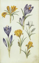 Német: Krokusse