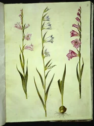 Gladiolus communis (közönséges kardvirág)