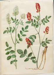 Hedysarum coronarium (vörös baltacím)