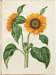 Helianthus annuus (közönséges napraforgó)