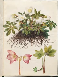 Helleborus niger (fekete hunyor)