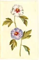 Hibiscus syriacus (szír rózsa)