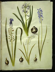keleti jácint (almindelig jácint); Muscari comosum (duskhyacint); Brimeura amethystina (pireneiszkék)