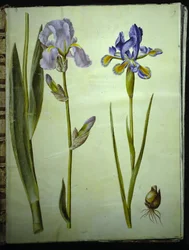 Írisz ×germanica (have-írisz); Szivárvány (spansk írisz)